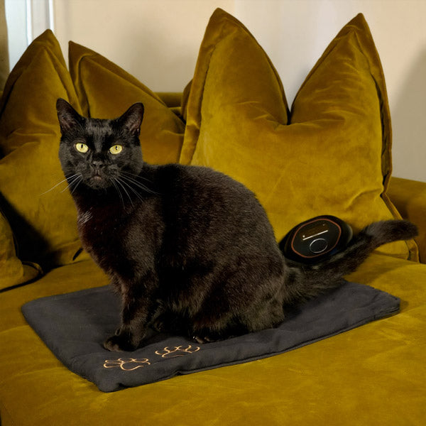 Cat sat on CELLER8 small pet mat