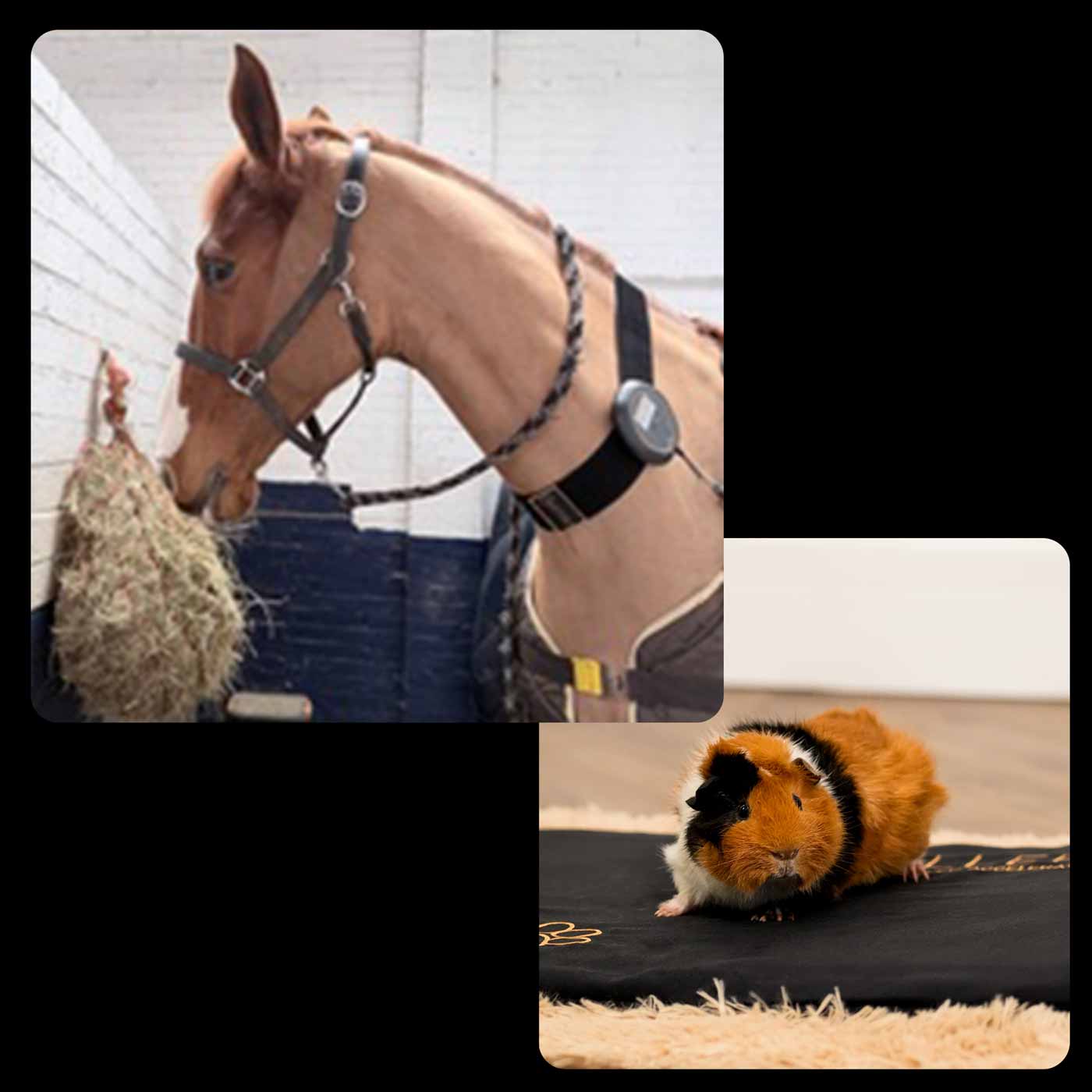 Horse with CELLER8 applied to neck and ginny pig on CELLER8 pet mat