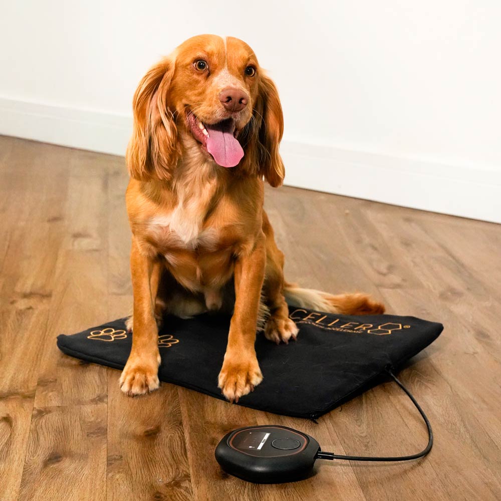 Springer sat on CELLER8 pet mat