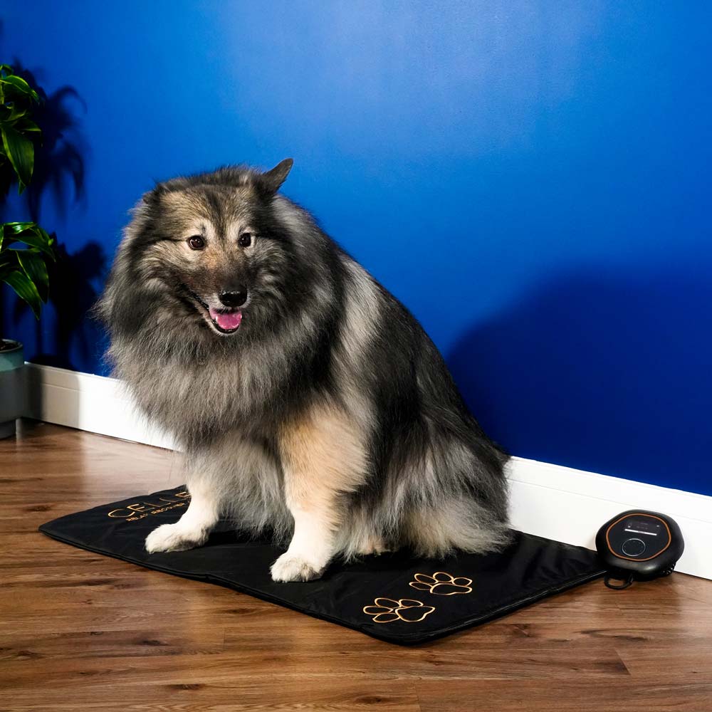 Dog sat on CELLER8 large pet mat