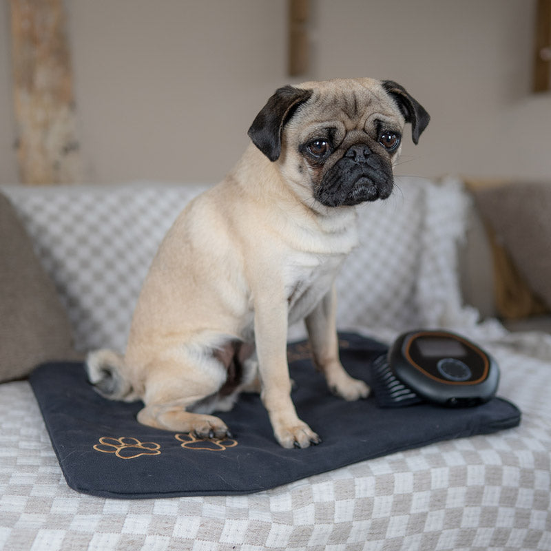 Pug sat on CELLER8 pet mat