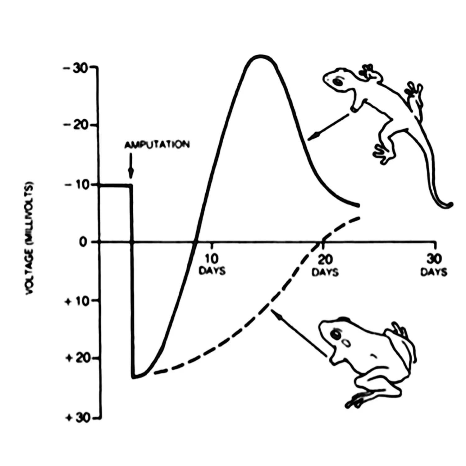 frog and salamander experiment