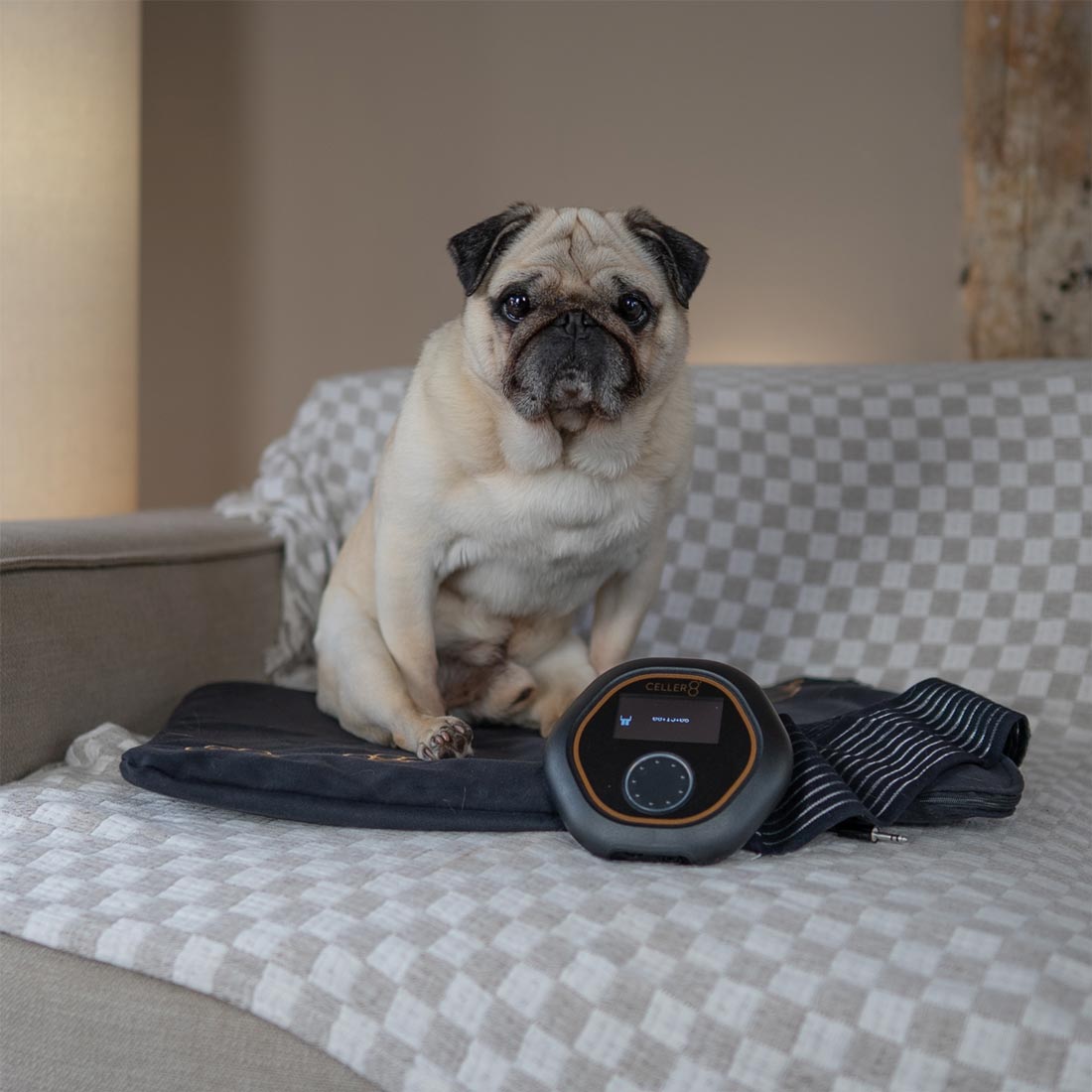 Puggy Smalls (Pug dog) using CELLER8 pet mat